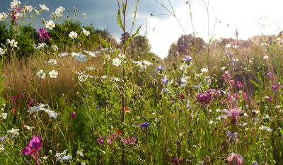 wildblumen