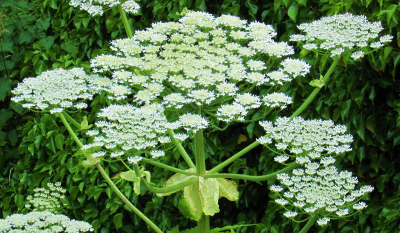 Riesenbaerenklau Bluete